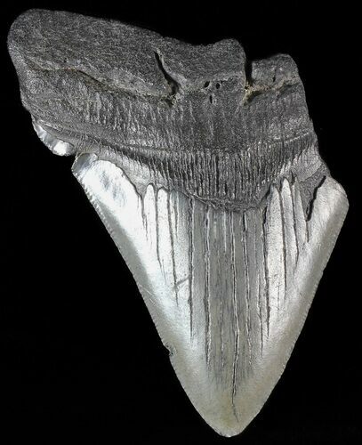 Partial, Fossil Megalodon Tooth #53002